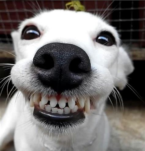 cachorro sorrindo-4